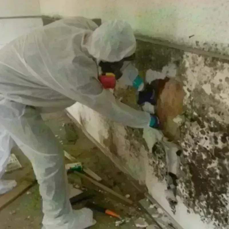 Mold Remediation and Removal in Coushatta, LA